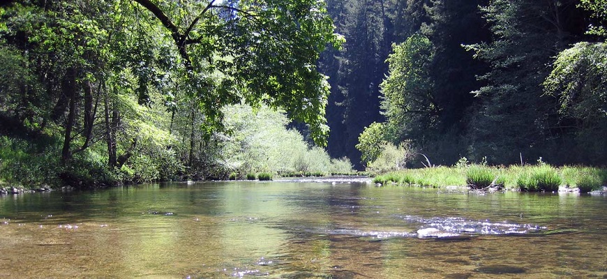 Parque Estatal Henry Cowell Redwoods